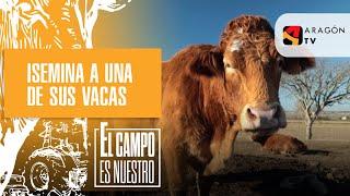 Bea insemina a una de sus vacas favoritas