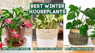 Best Winter Houseplants That Can Survive Through the Coldest Months // Indoor Plants 