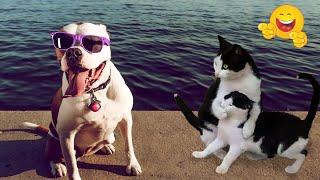 Best Of The 2024 Funny Animal Videos  Funny Dogs and Cats Make You Unable To Stop Laughing