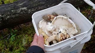 How to find Lots of Matsutake Pine Mushrooms