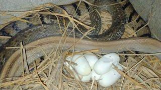 Snakes and eggs | sreyloeng Home Trap