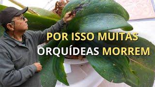 EU PERDI MUITAS ORQUÍDEAS NO COMEÇO - MASUJI KAYASIMA