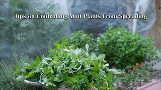 Tips on Controlling Mint Plants From Spreading