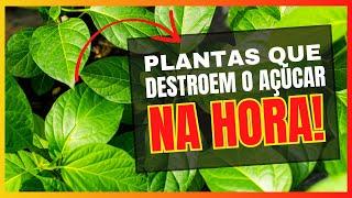 6 PLANTAS NATURAIS PARA USAR EM CASOS DE EMERGÊNCIA DE AÇÚCAR ALTO NO SANGUE