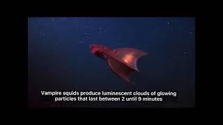 Kump4. Marine Wildlife, Habitat and Resources (MMS3400A)