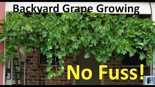 No Fuss Backyard Grape Growing Pruning Propagating