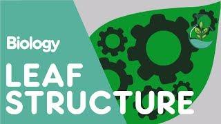 Structure Of The Leaf | Plant | Biology | The FuseSchool