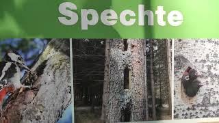 Wald Wandern Niederösterreich Streichelzoo Wildgehege Tiere Naturpark Wildpark Hohe Wand Spielplatz