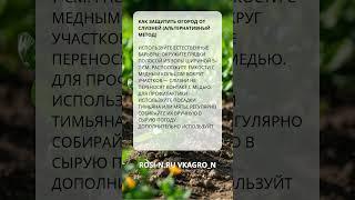 Как защитить огород от слизней (альтернативный метод)