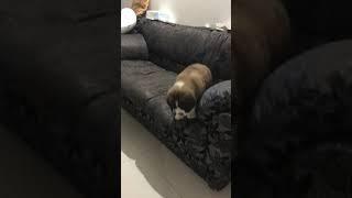 Smoky - the St. Bernard- my first couch experience