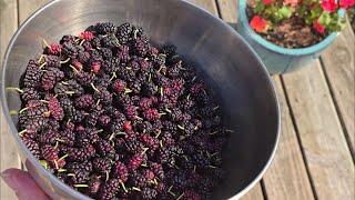 How to Harvest Mulberries FAST!