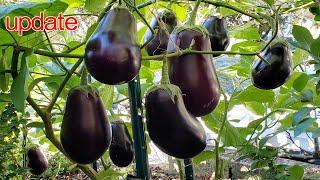 Eggplant Blackbeauty Update | Eggplant Harvesting | NJ and TX Garden