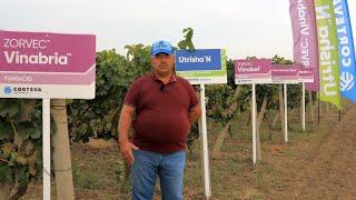 Veaceslav Copos, Rep. Moldova despre eficacitatea produselor Zorvec Vinabria, Talendo și Utrisha N