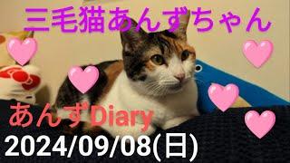 今日の三毛猫あんずちゃん令和６年９月８日(日)第１６５回新１２８ライブ配信(あんずDiary推定５歳１ヶ月)#三毛猫あんずちゃん#あんずDiary#チャンネル登録応援宜しくにゃん