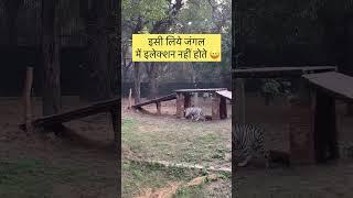 Delhi Zoo | White Tiger | Zeementary | #tranding #youtubeshorts #shorts