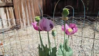 Papaver Somniferum Blooming Time-Lapse