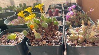 How to repot Ariocarpus, plus Conophytum ornatum, Copiapoa hypogaea, Thelocactus hexadrophorus,