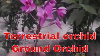 How to ground lang orchid (Spathoglottis plicata) care/most Easily grow orchid