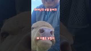 어린 송아지 태어난지 6일 우철이 #shorts #우철이