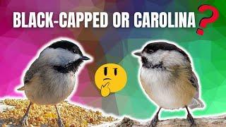 How to Spot the DIFFERENCE | CAROLINA and BLACK CAPPED Chickadees