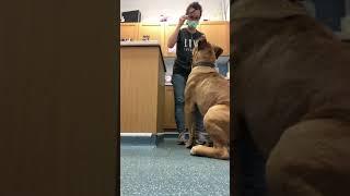 South African Mastiff at the vets