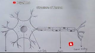 How to Draw Structure of Neuron | Biology Diagram Class 10 #structureofneuron #easydraw #howtodraw