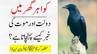 History Of Crows: When Do They Signal Wealth And Life? || Islam Advisor