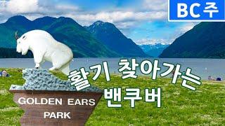 [캐나다 서부 아름다운 BC주 - 1편] 활기 찾는 밴쿠버 근교, 골든 이어스 파크(GOLDEN EARS PARK)