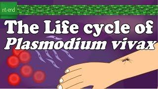 Life cycle of Plasmodium vivax #protozoa #biology #flagella  #plasmodium #lifecycle @nt-end6435