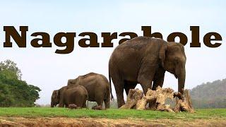 Wildlife Capital of Karnataka - Nagarahole Tiger Reserve - Kabini Backwaters - Elephant Country