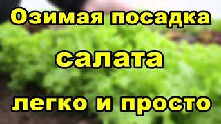 Озимая посадка салата, обеспечит вас, свежей зеленью уже в середине мая.