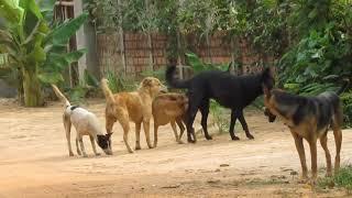 Group Dog Meeting Free in Summer Season || dog meeting || animal lover