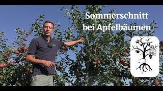 Der Sommerschnitt beim Apfel leicht gemacht - Obstbäume im Sommer schneiden