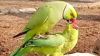 Parrot Jora Full Masti To Cross Ringneck Parrot