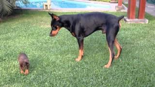 Precious puppy challenges larger Doberman dog