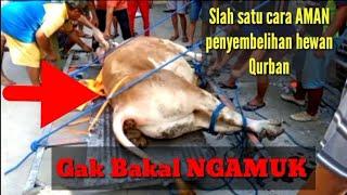 Cara AMAN penyembelihan hewan QURBAN