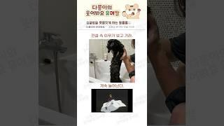 싱글벙글 웃음 짓게 하는 동물들;;;#유머 #유머짤 #웃긴 #웃긴 #취업 #동물 #퇴사 #귀여운 #웃음 #웃긴짤 #웃짤 #꿀잼 #강아지 #고양이 #fun #humor