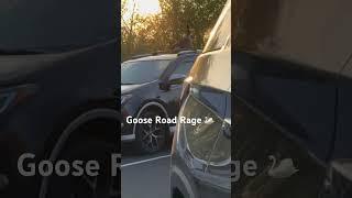 Pennsylvania Goose Road Rage  #Delco #roadrage #pennsylvania #pa #poop #carhood