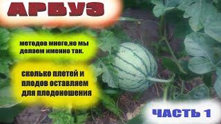Как формируем куст арбуза.Обрезка плетей и нормировка плодов