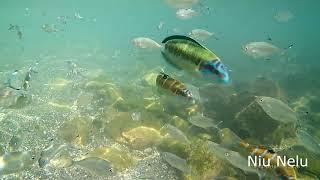 Pesti colorati filmati in Marea Mediterana(Colored fish filmed in the Mediterranean)