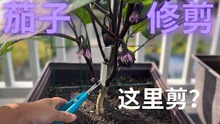 【种茄子】茄子修剪, 为什么你的茄子没有结多少？剪错了，难怪产量低！#盆栽茄子 #eggplant prune