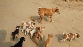 Desi Dog  Puppy's Village