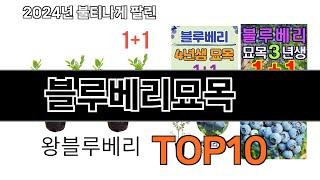 2024 가장 인기 있는 블루베리묘목 추천 BEST10