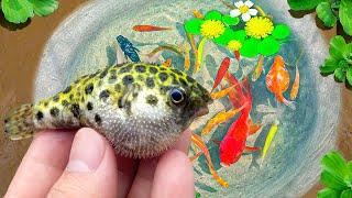 Catching Black and Green Aquarium Puffer Fish, Find Color Surprise Eggs, Lion Head Fish, Guppies