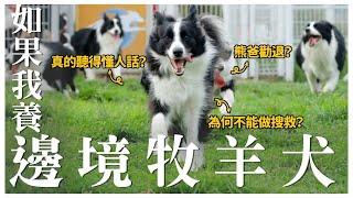 如果我養...聰明絕頂！邊境牧羊犬！｜熊爸估狗