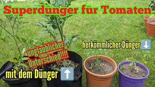 Mein Wunderdünger für eine reiche Tomatenernte! Superdünger für Tomatenpflanzen