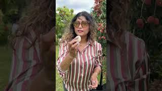 এত্তো লিচু একসাথে জীবনেও দেখিনি || Amazing Lychee Garden in Florida