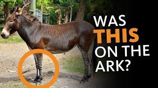 Nobody Realizes This Crazy Fact About the Ark Animals!