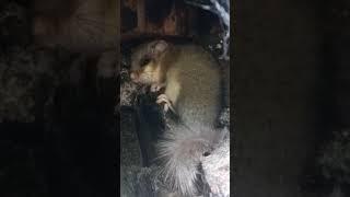 #The European edible dormouse #rilamountain #sudden encounter