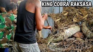 CAPTURE OF THE BIGGEST AND GIANT KING COBRA SNAKE IN KALIMANTAN | SNAKE | KING COBRA